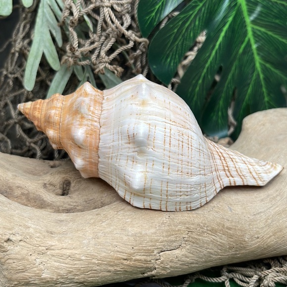Large “Trapezium” Striped Horse Conch Seashell Shell Nautical Collector Decor - Picture 9 of 15